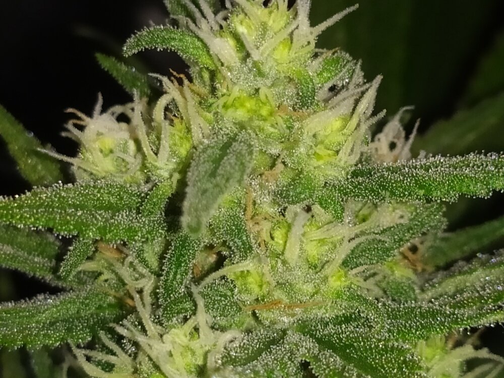 IMG_20200508_133258 (FILEminimizer).jpg