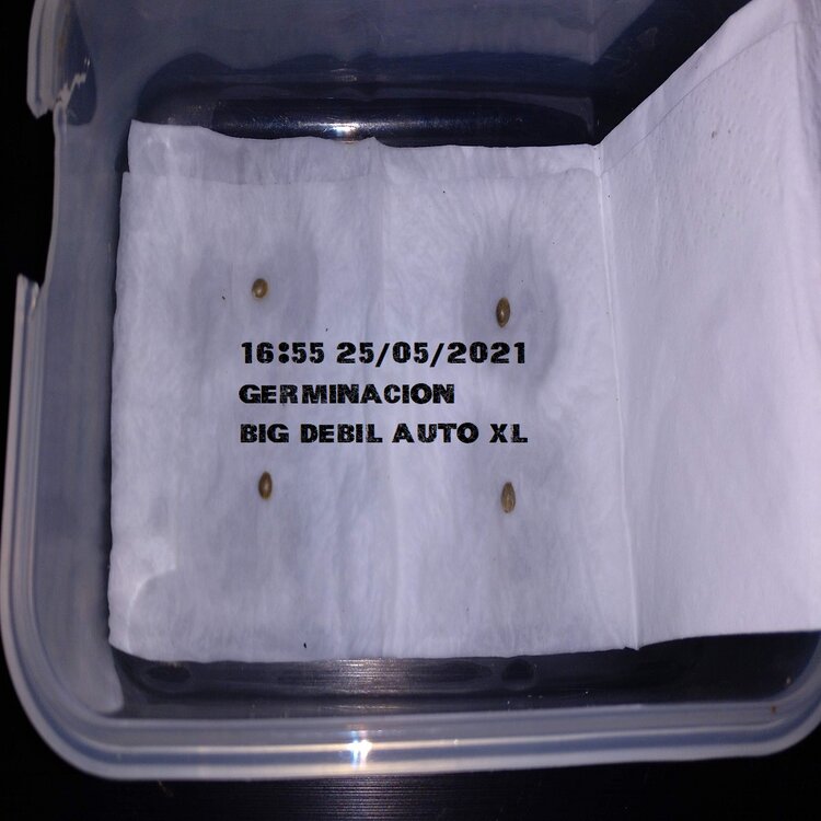 BIG DEVIL GERMINACION2.jpg