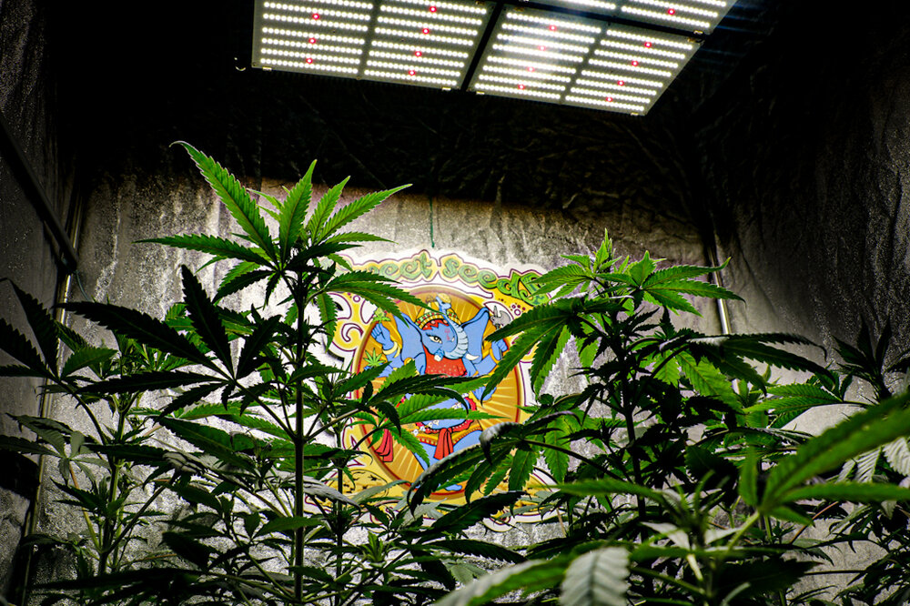 @HIDROPONICMAN-420 13.JPG