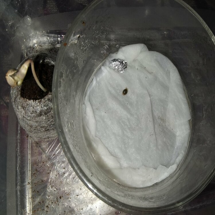 IMG_20201123_195232 (1).jpg