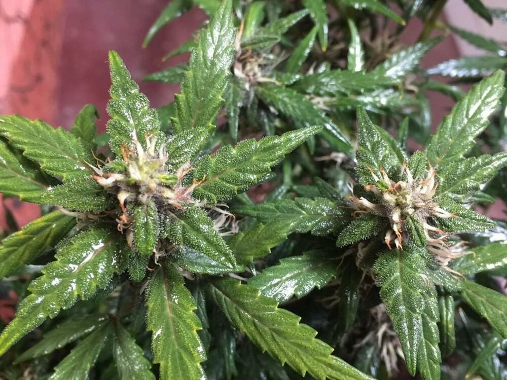 WhatsApp Image 2019-04-25 at 15.05.06 (2).jpeg