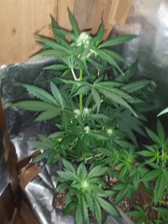 IMG_20200414_194409 (FILEminimizer).jpg