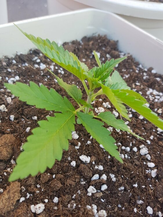 green poison 2 semanas...jpg