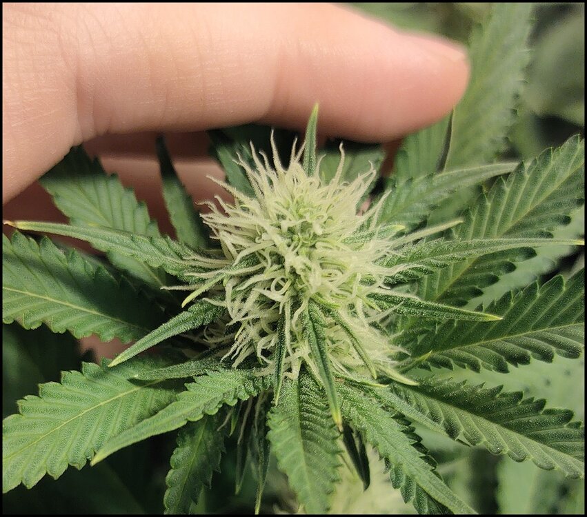 Floración 7.0.3.jpg