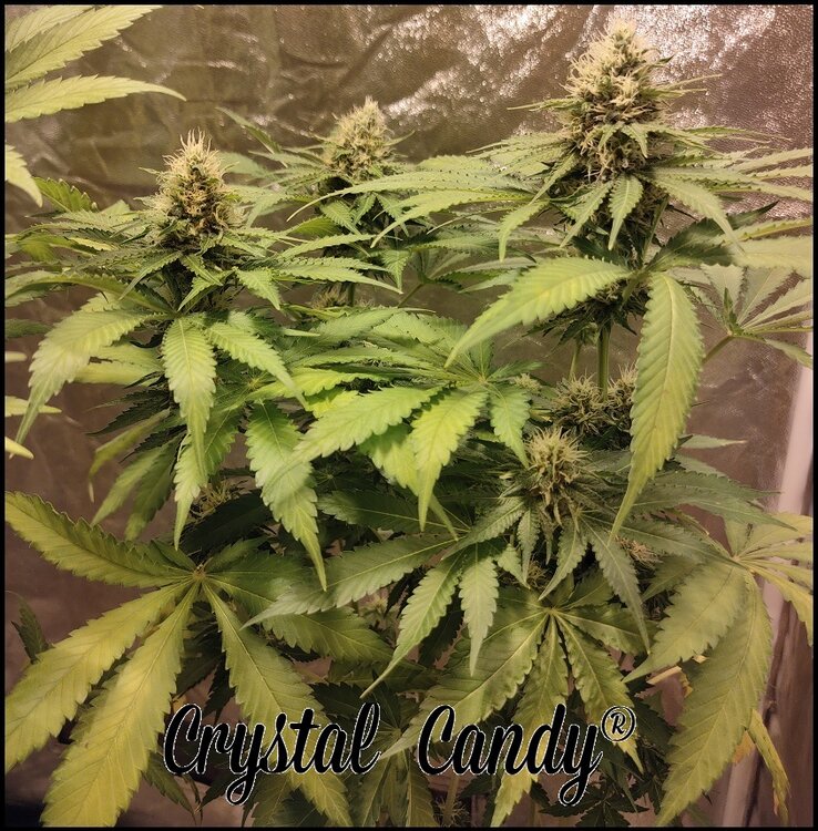 Floración 12.0.2.jpg