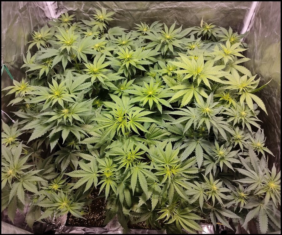 Floración 5.0.5.jpg