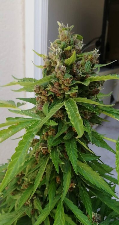 WhatsApp Image 2020-07-20 at 09.26.35.jpeg