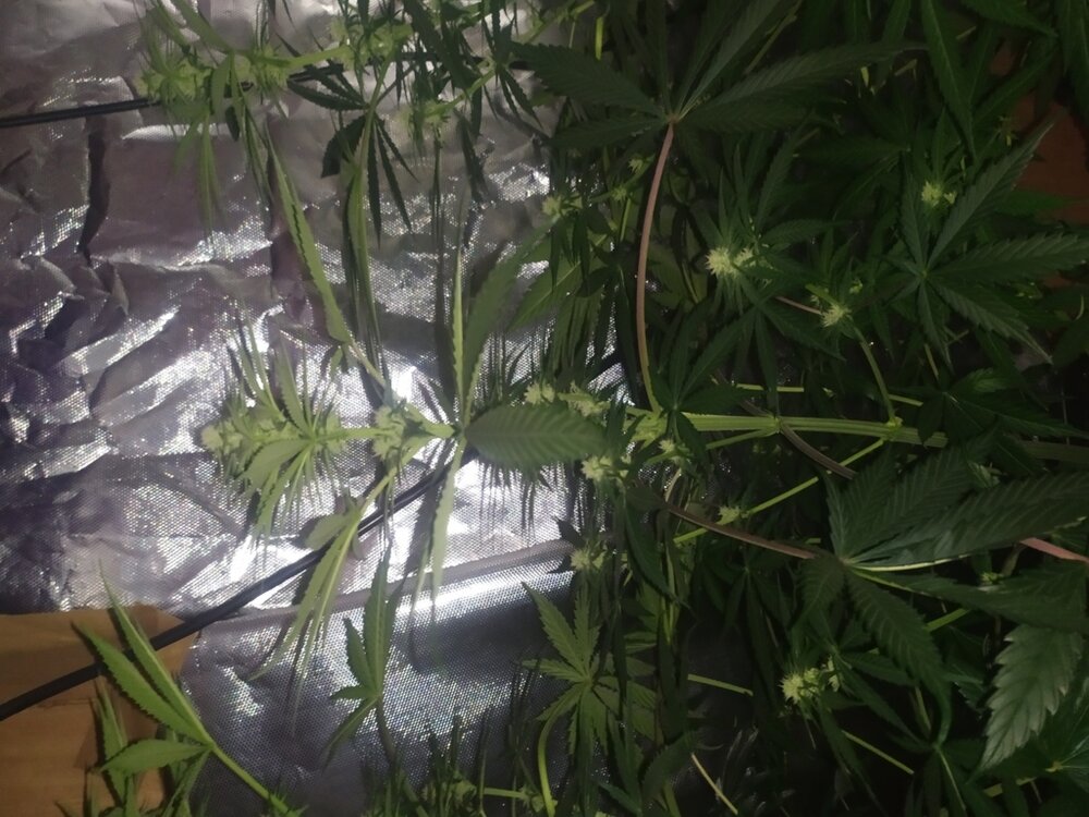 IMG_20200425_111259 (FILEminimizer).jpg