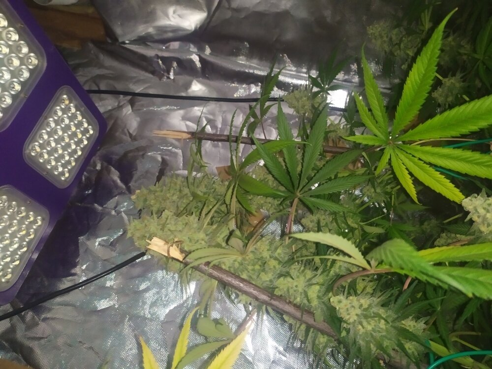 IMG_20200528_171600 (FILEminimizer).jpg