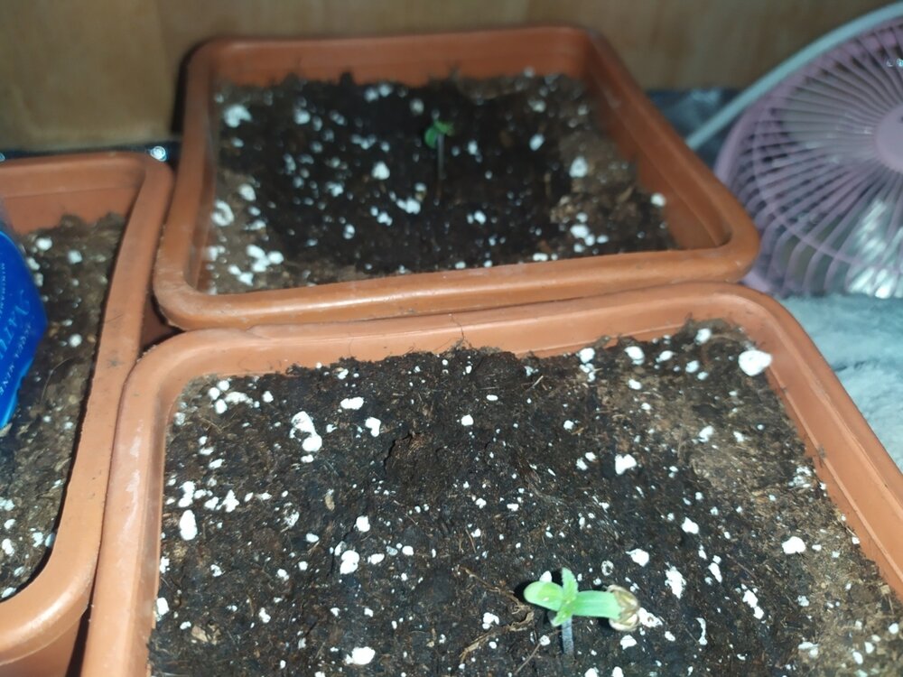 kk12 (FILEminimizer).jpg