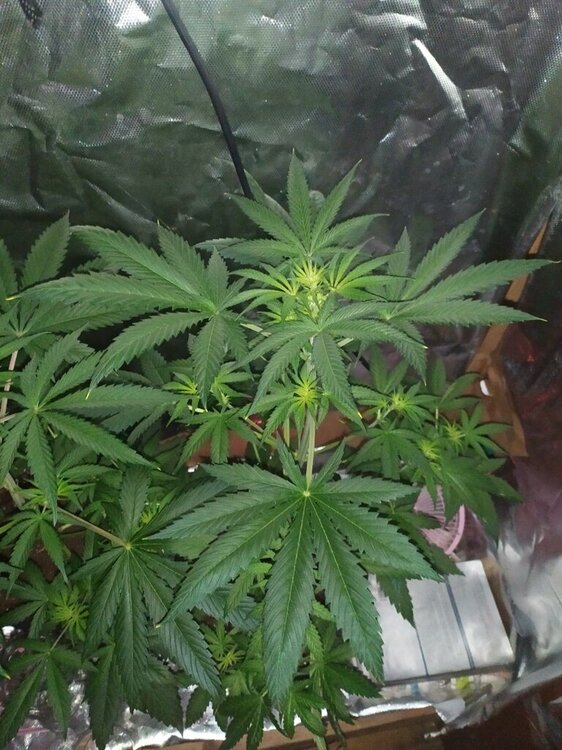 IMG_20200414_193838 (FILEminimizer).jpg