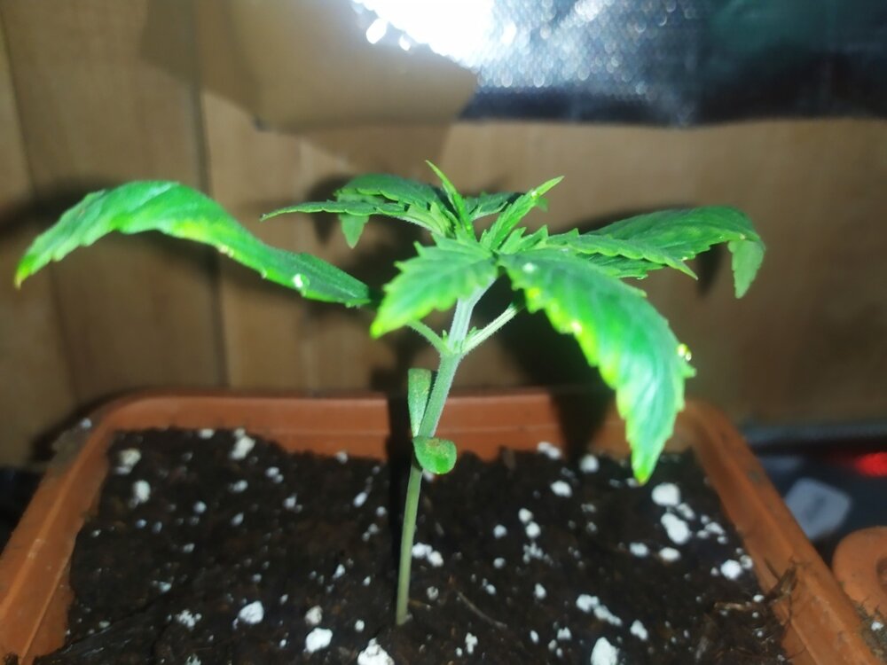 IMG_20200316_154834 (FILEminimizer).jpg