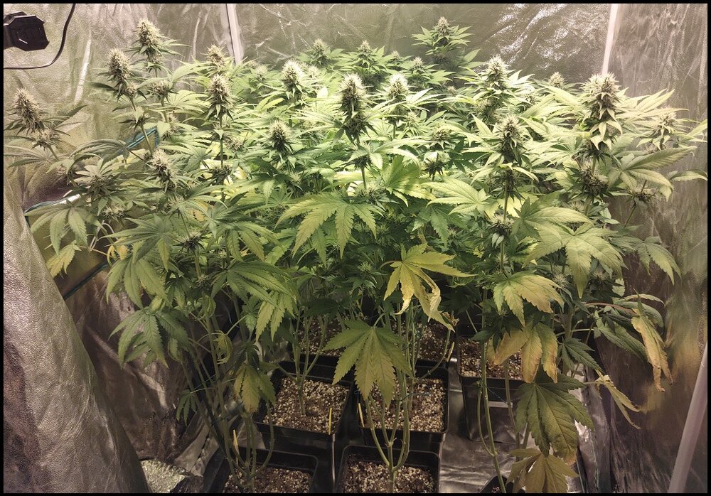 Floración 11.0.6.jpg