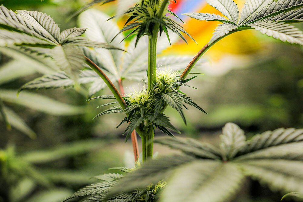 @HIDROPONICMAN-420 5.JPG