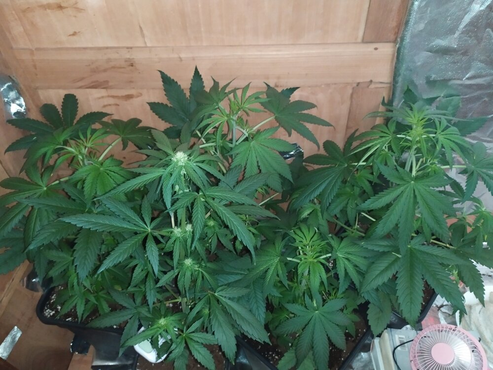 IMG_20200408_113253 (FILEminimizer).jpg