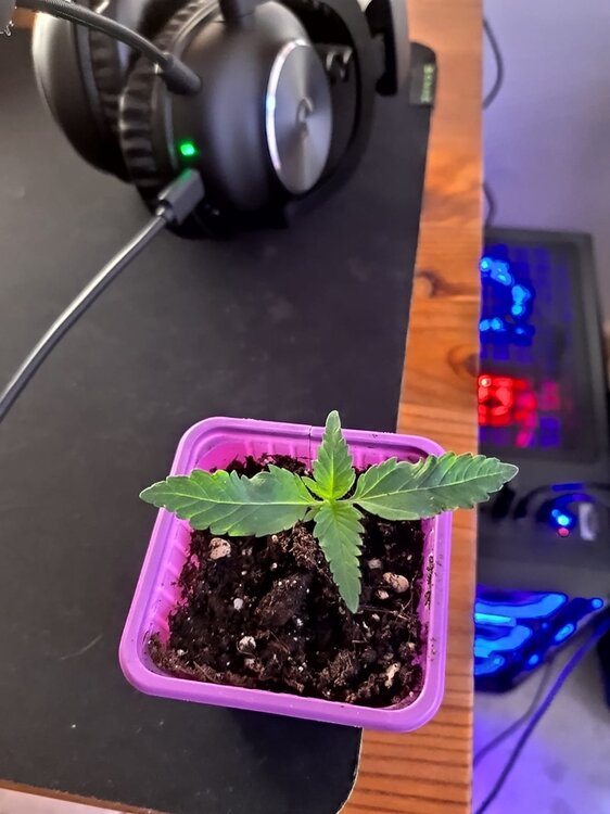 WhatsApp Image 2020-11-16 at 3.52.07 PM (1).jpeg