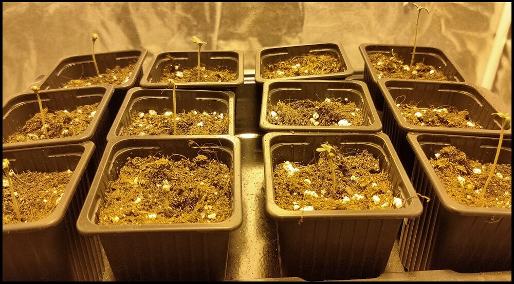 Germinación 3.2.jpg