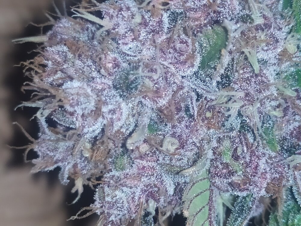 IMG_20200301_165635 (FILEminimizer).jpg