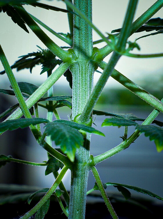 @HIDROPONICMAN-420 12.JPG