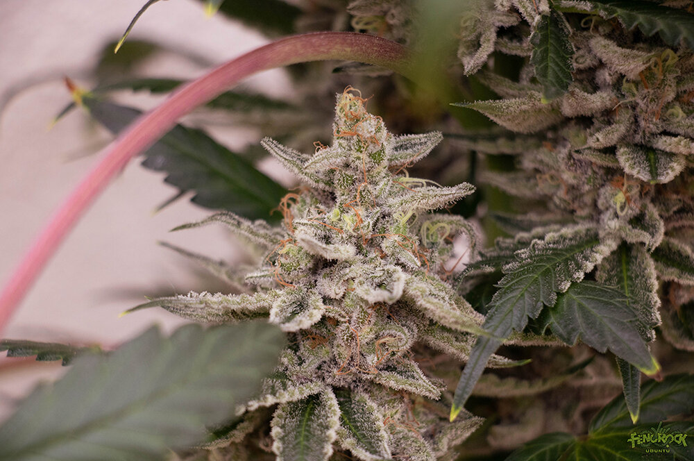 RED HOT COOKIES-5.jpg