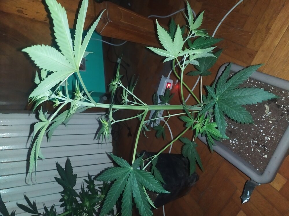 IMG_20200408_203734 (FILEminimizer).jpg