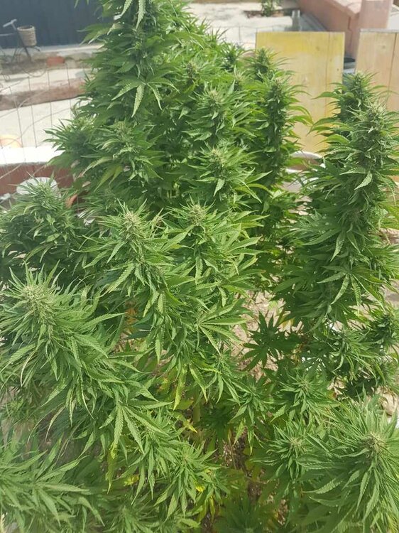 WhatsApp Image 2019-08-29 at 13.12.09.jpeg