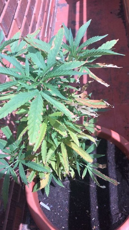 WhatsApp Image 2019-07-02 at 08.50.21.jpeg