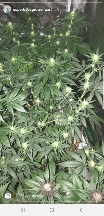 WhatsApp Image 2019-07-19 at 12.13.08.jpeg