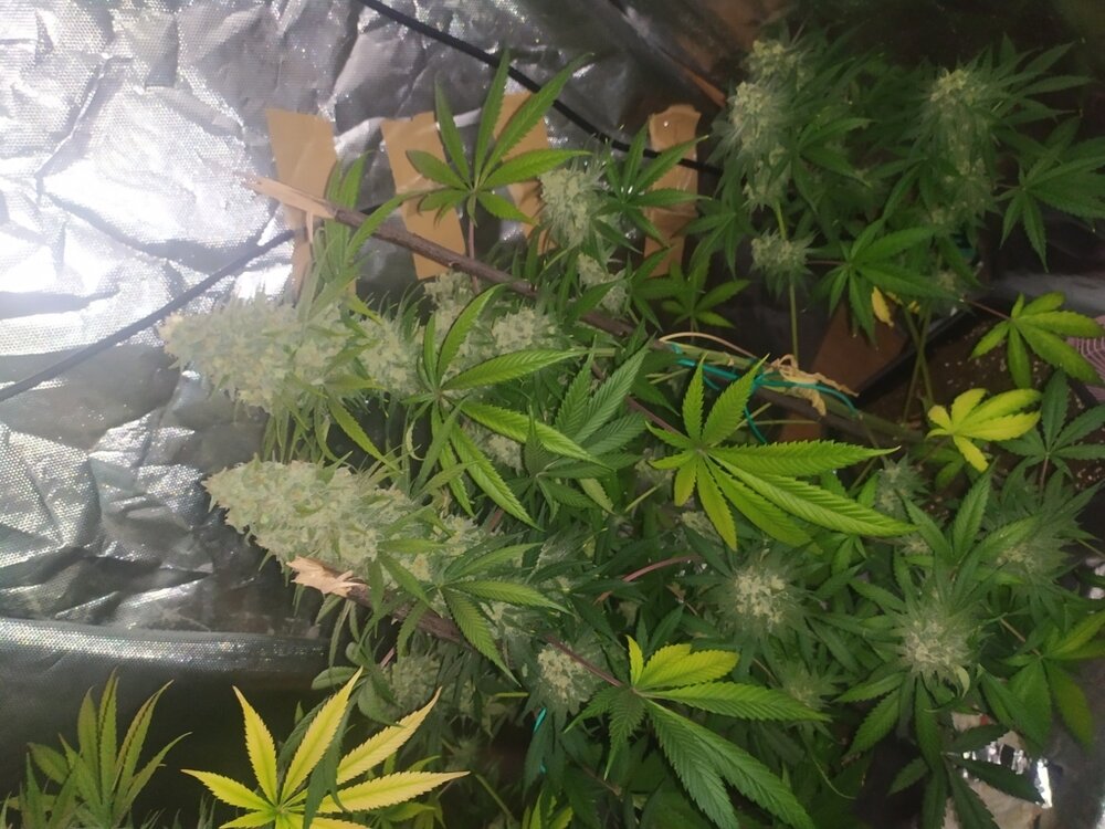 IMG_20200528_171549 (FILEminimizer).jpg