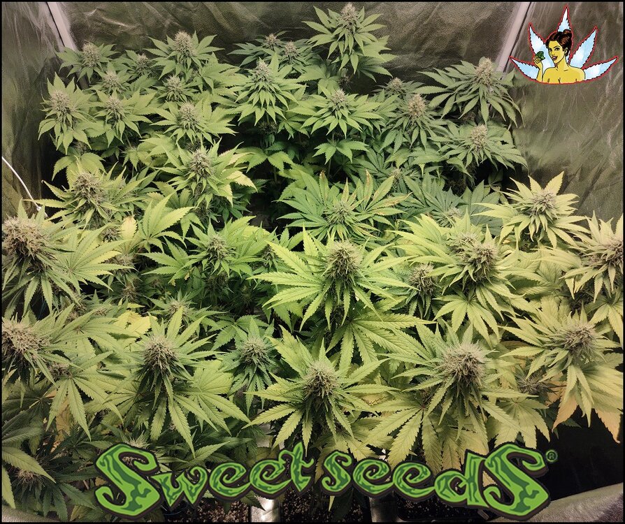 Floración 13.0.5.jpg