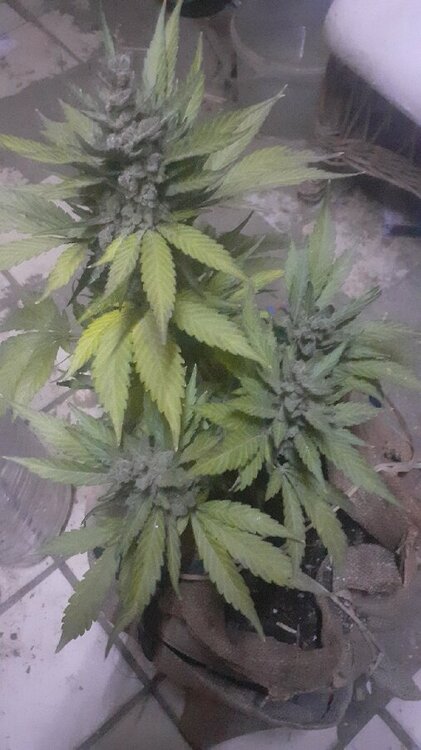 20211013_214409_no flash.jpg