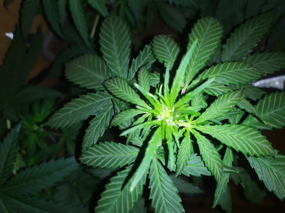 IMG_20200401_120118 (FILEminimizer).jpg