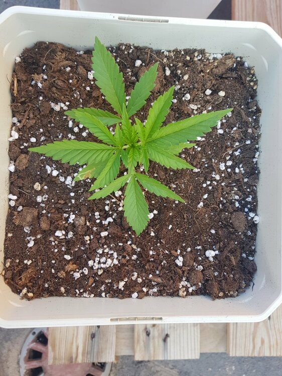 green poison 2 semanas.jpg