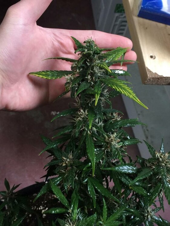 WhatsApp Image 2019-04-25 at 15.05.06 (1).jpeg