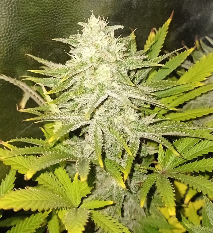 WhatsApp Image 2021-01-17 at 18.50.08.jpeg