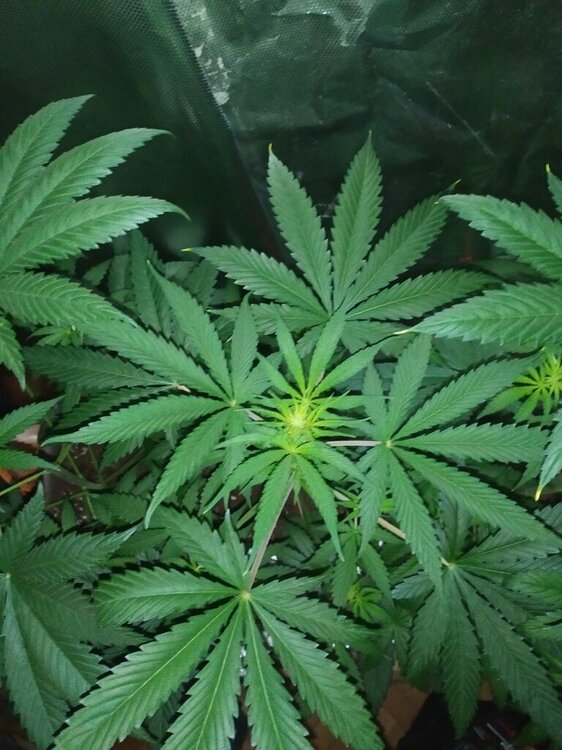 IMG_20200414_193927 (FILEminimizer).jpg