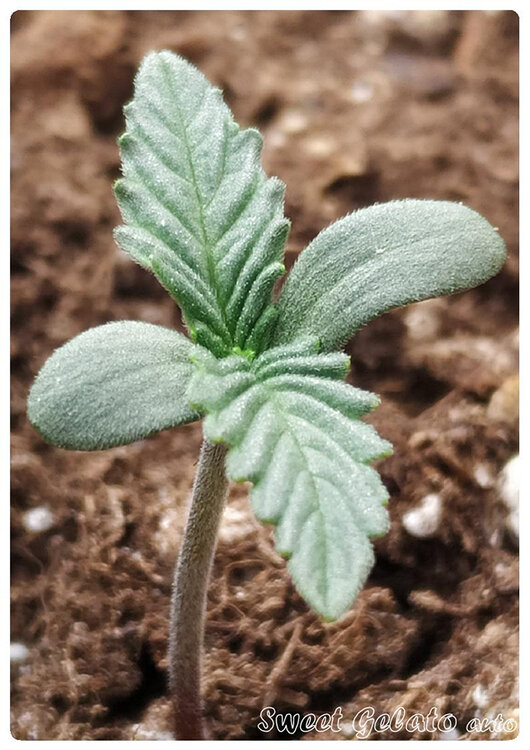 Gelato pal caloret.jpg