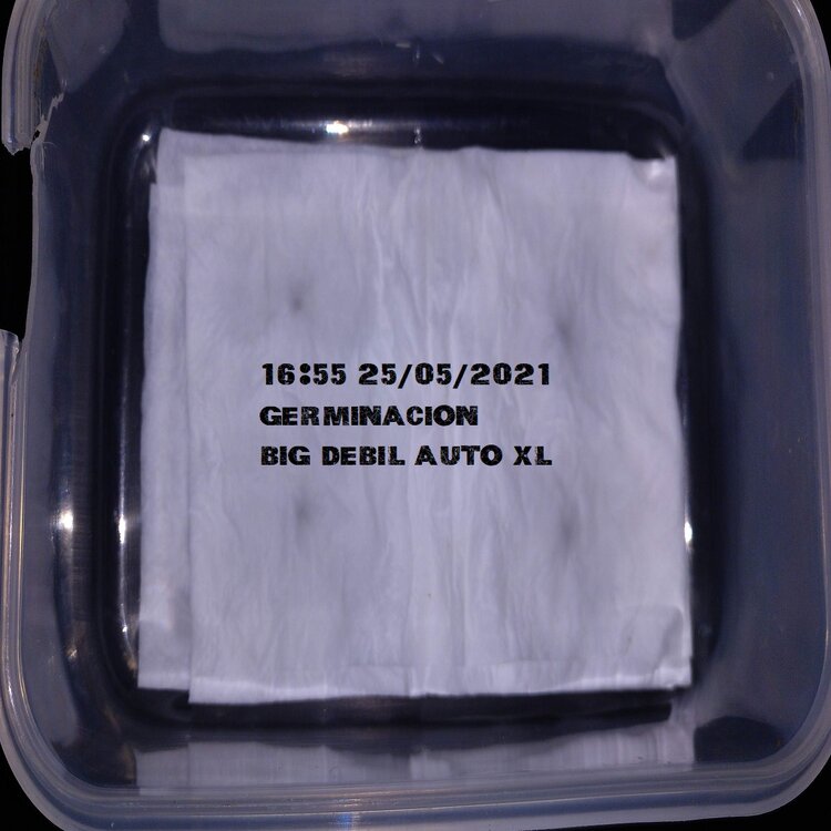 BIG DEVIL GERMINACION3.jpg