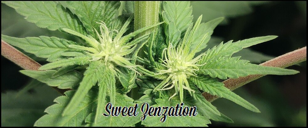 Floración 6.0.4.jpg