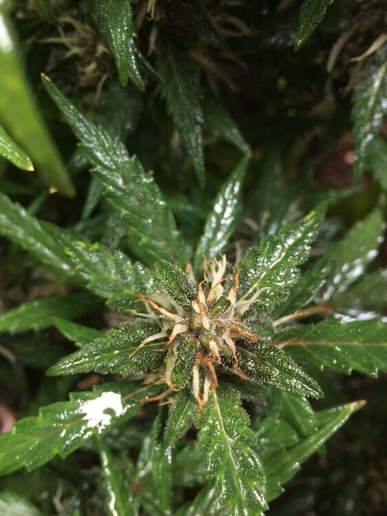 WhatsApp Image 2019-04-25 at 15.05.06.jpeg