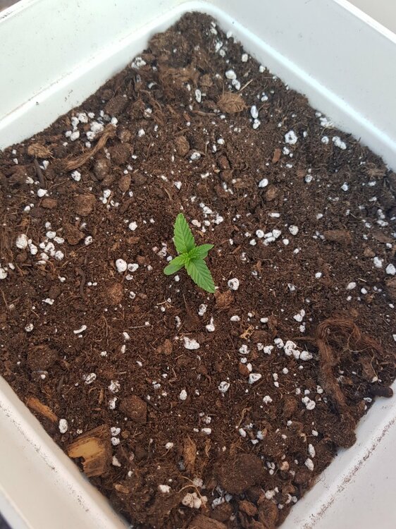 sweet gelato 1 semana.jpg