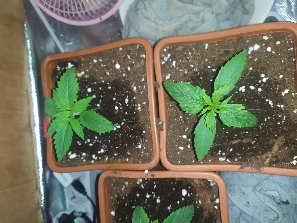 IMG_20200316_154933 (FILEminimizer).jpg