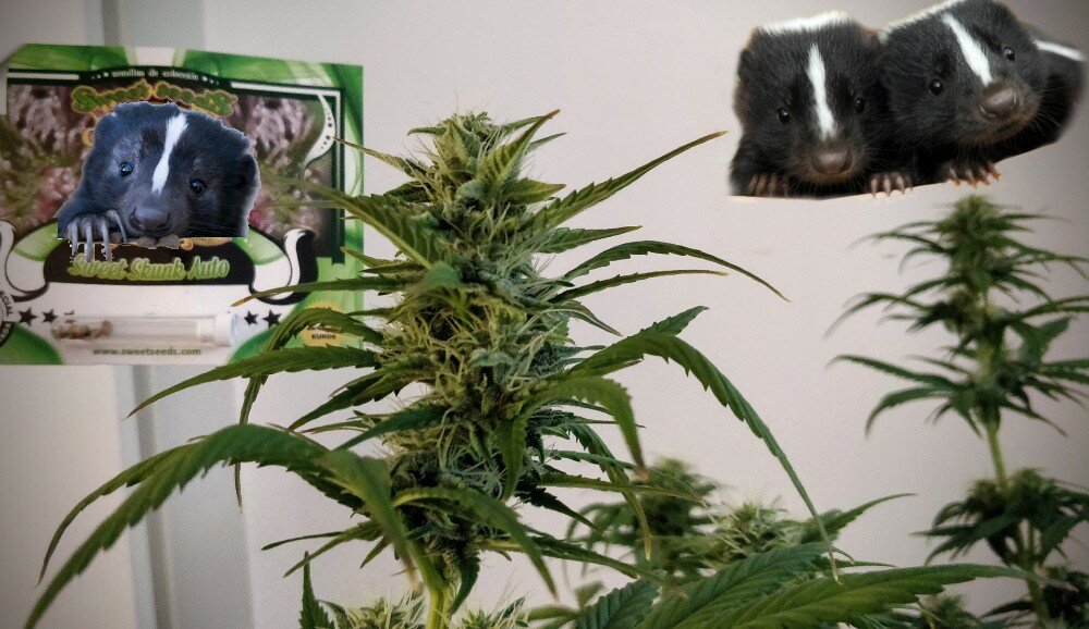 Sweet_Skunk_Auto_Original_Photo (1).jpg