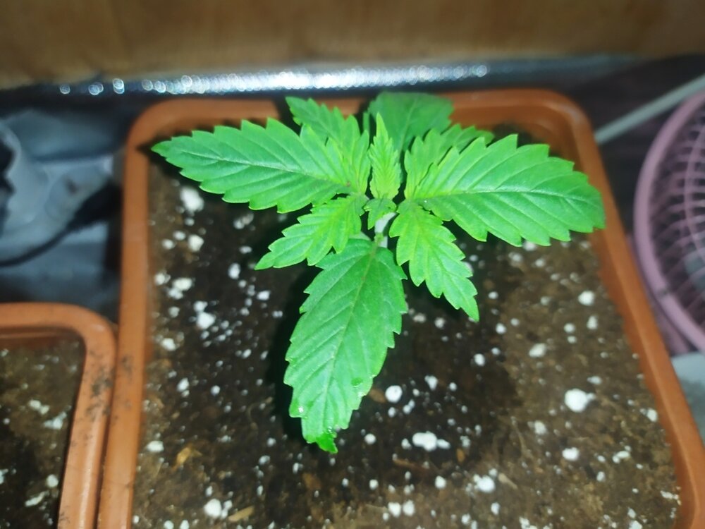 IMG_20200316_154756 (FILEminimizer).jpg