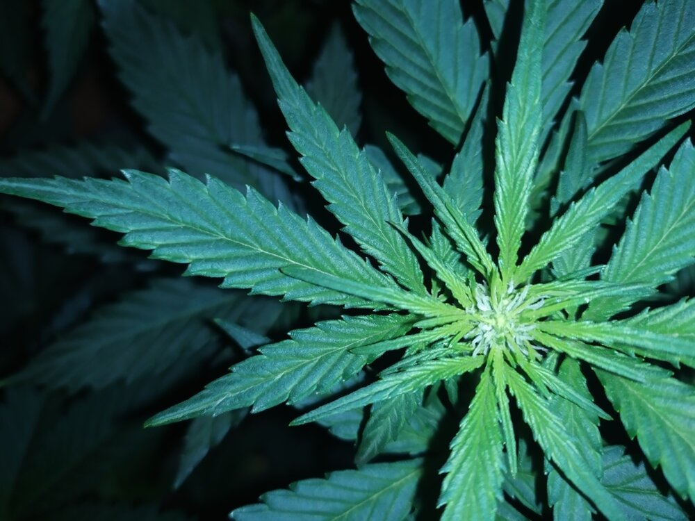 IMG_20200402_193359 (FILEminimizer).jpg