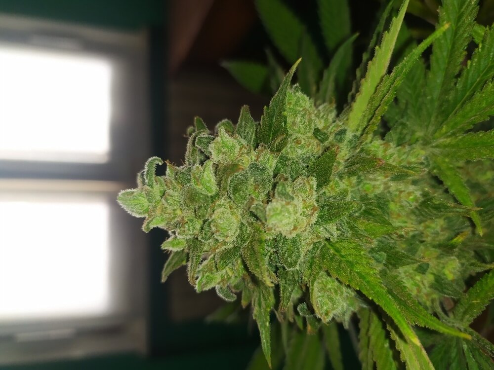 IMG_20200607_173442 (FILEminimizer).jpg