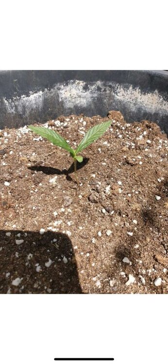 WhatsApp Image 2019-06-06 at 12.57.31.jpeg