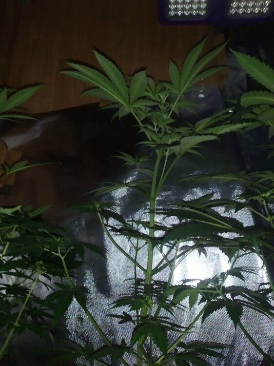 IMG_20200414_194322 (FILEminimizer).jpg