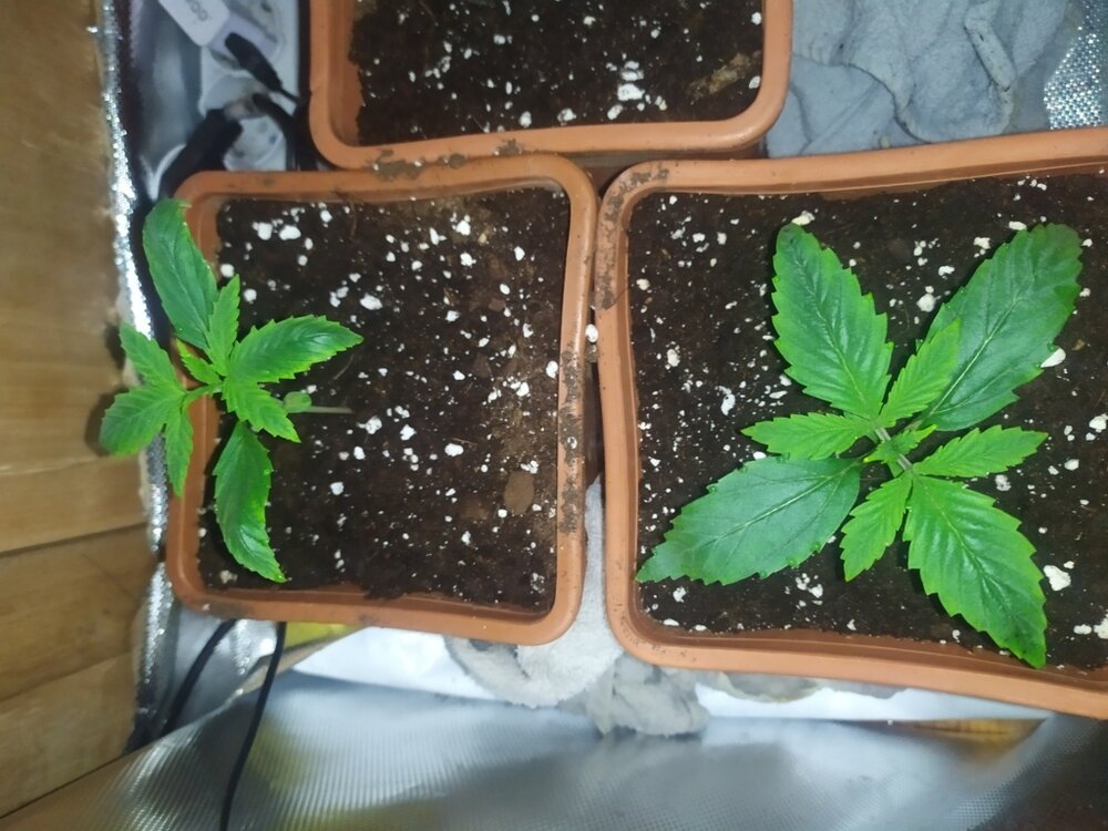 IMG_20200316_154928 (FILEminimizer).jpg