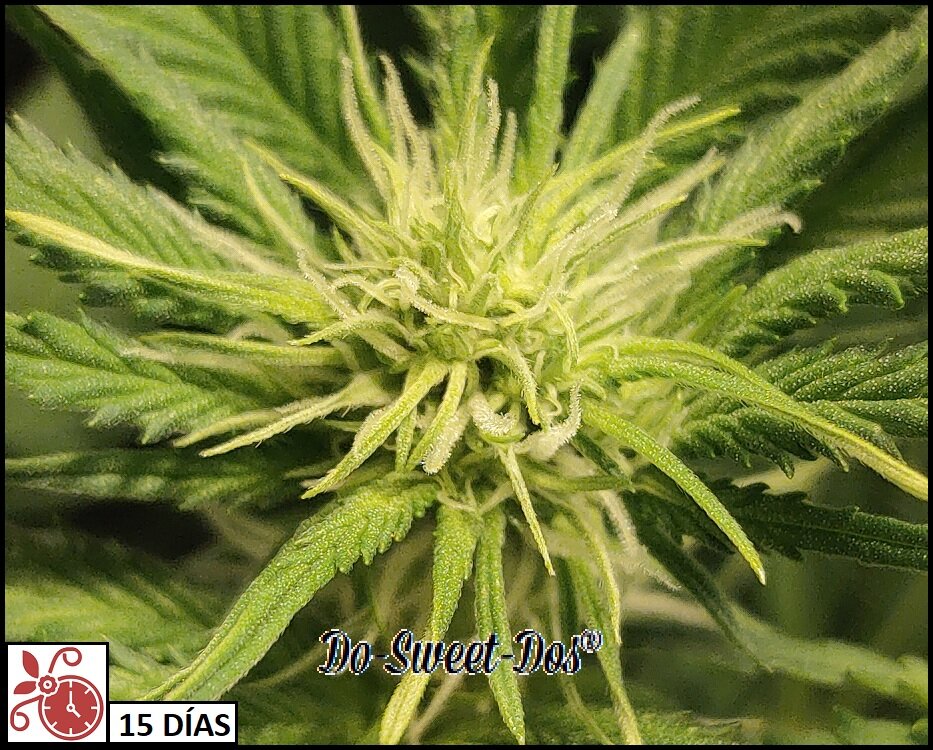 Floración 5.0.4.jpg